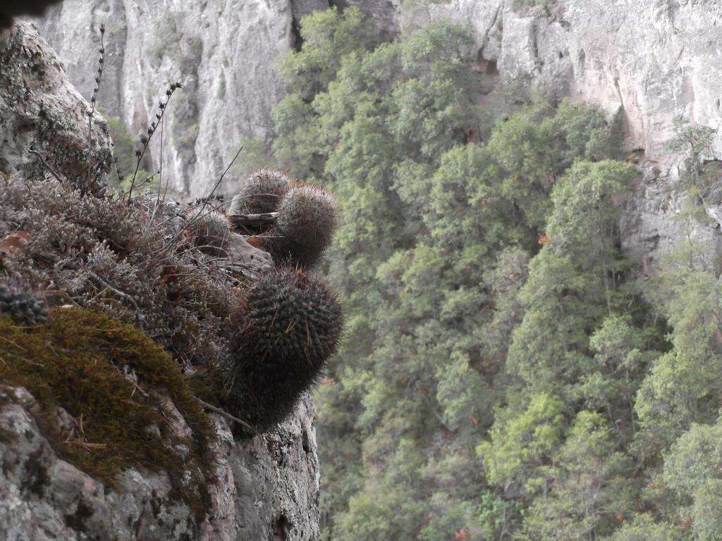 Mammillaria orcuttii Boed.的圖片