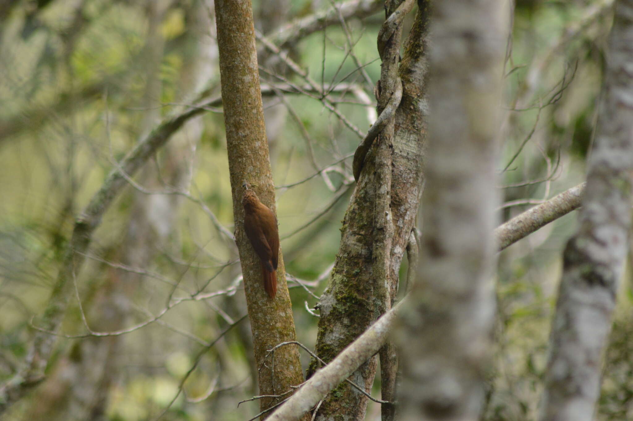 Image of Scaled Woodcreeper