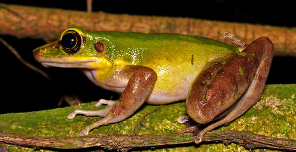 Image of Green Tree Frog