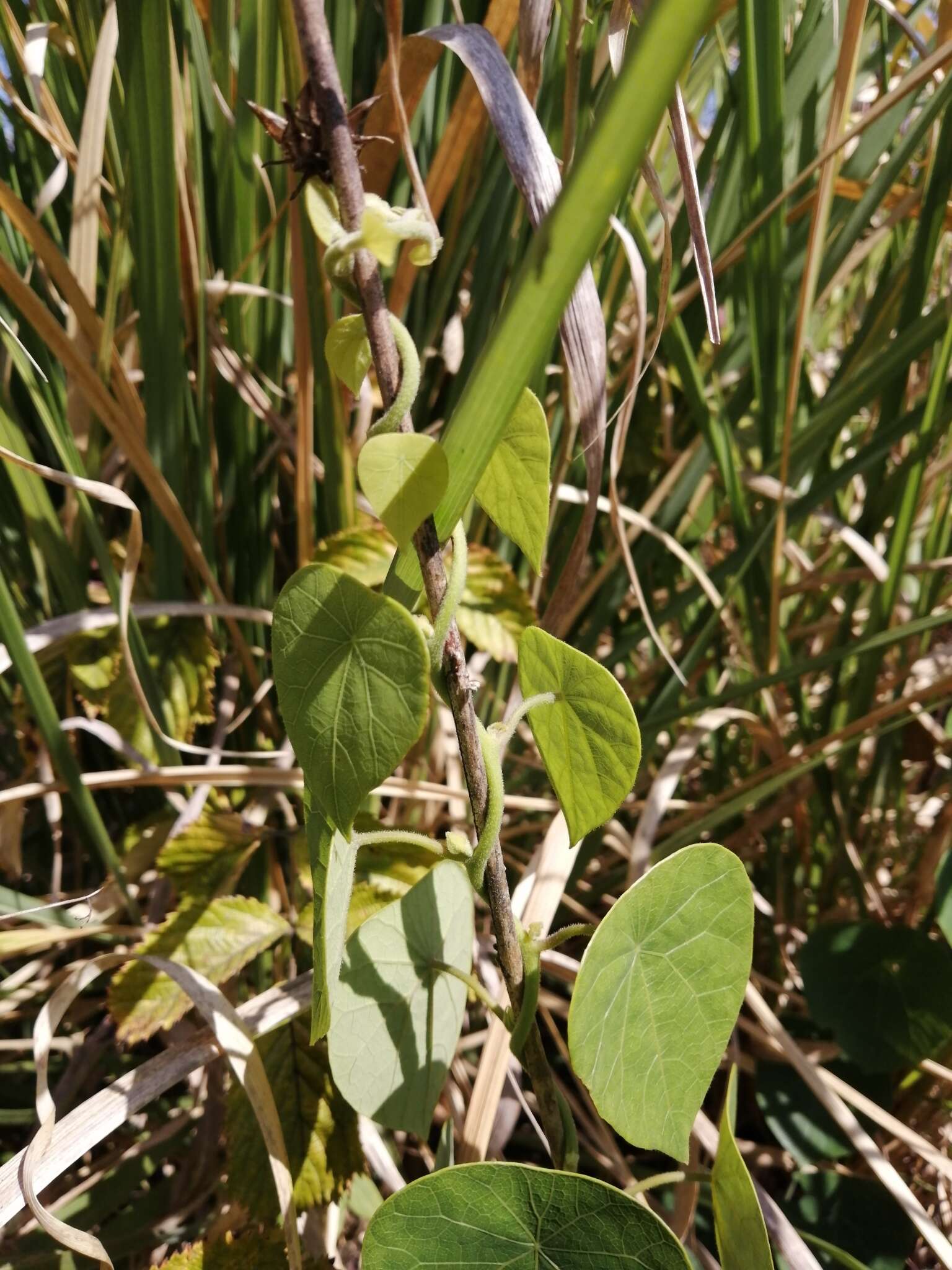 Image de Stephania abyssinica var. tomentella (Oliv.) Diels