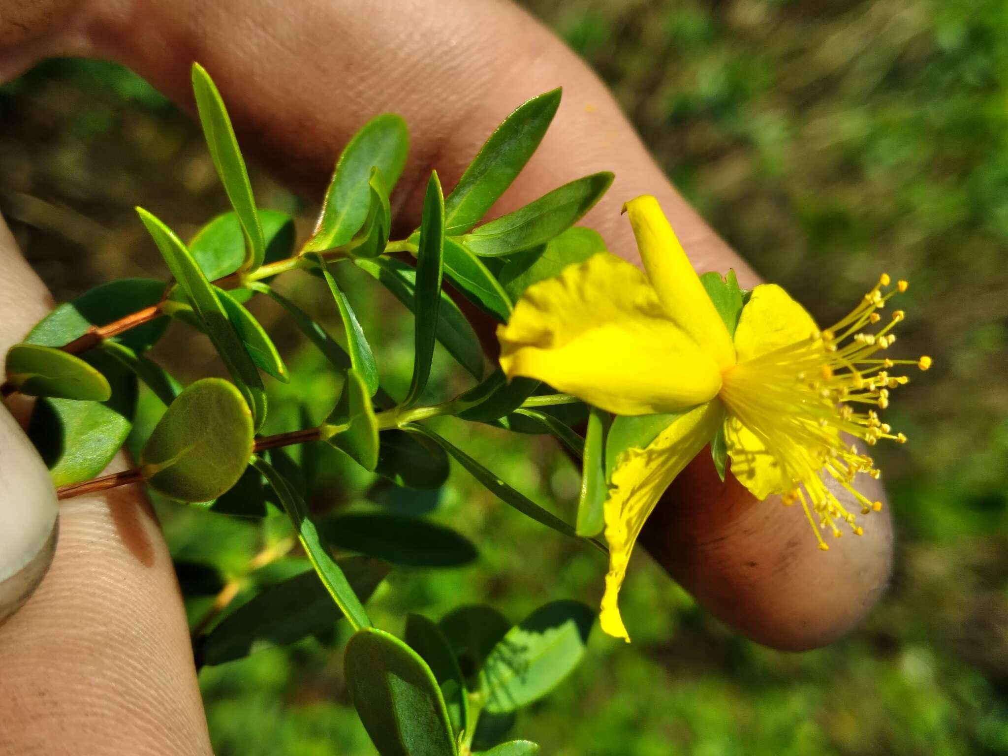 Imagem de Hypericum edisonianum (Small) P. Adams & N. Robson