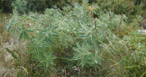 صورة Thermopsis alpina (Pall.) Ledeb.