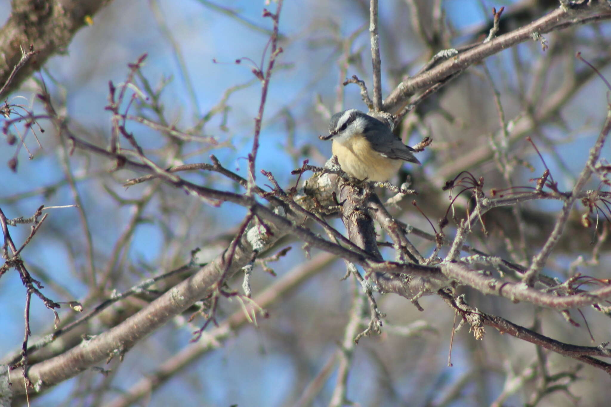 Imagem de Sitta canadensis Linnaeus 1766