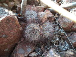 Image of Mammillaria crinita subsp. crinita