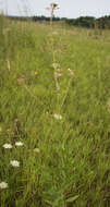 Imagem de Oenothera gaura W. L. Wagner & Hoch