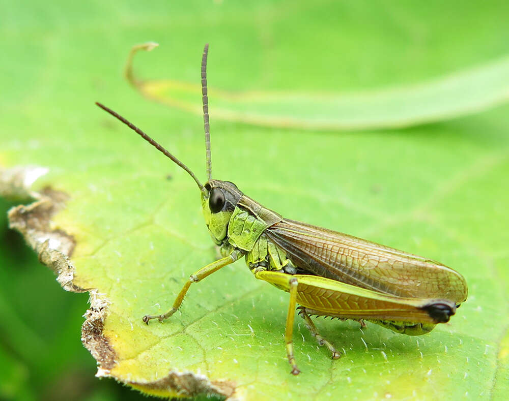 Image de Chorthippus (Altichorthippus) intermedius (Bey-Bienko 1926)