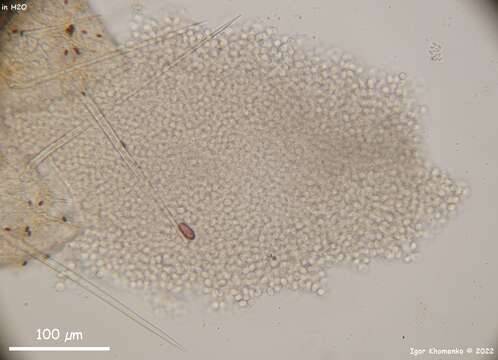 Image de Trichobolus zukalii (Heimerl) Kimbr. 1967