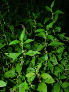 Sivun Struchium sparganophorum (L.) Kuntze kuva