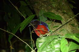 Image of Black-crowned Pitta