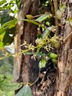 Image of Bulbophyllum gymnopus Hook. fil.