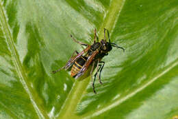 Image of Polistes cinerascens de Saussure 1854