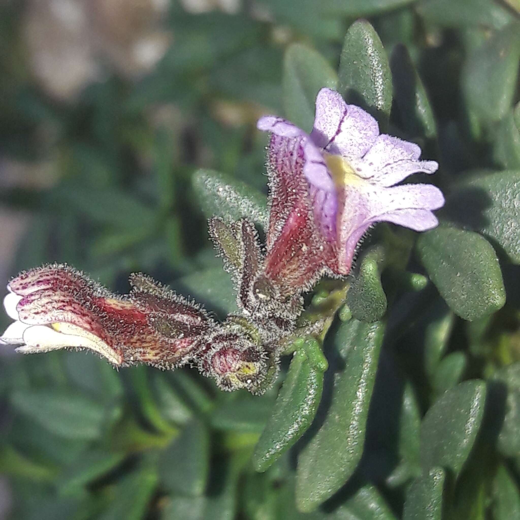 Image of Chaenorhinum crassifolium subsp. crassifolium