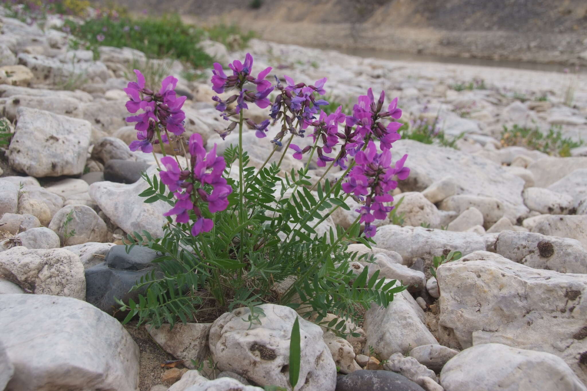 Image of Oxytropis arctica subsp. taimyrensis