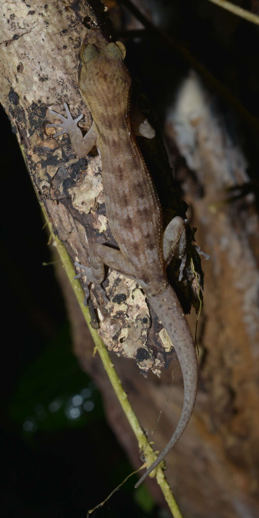 Nactus pelagicus (Girard 1858) resmi