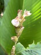 Plancia ëd Calathea ischnosiphonoides H. Kenn.