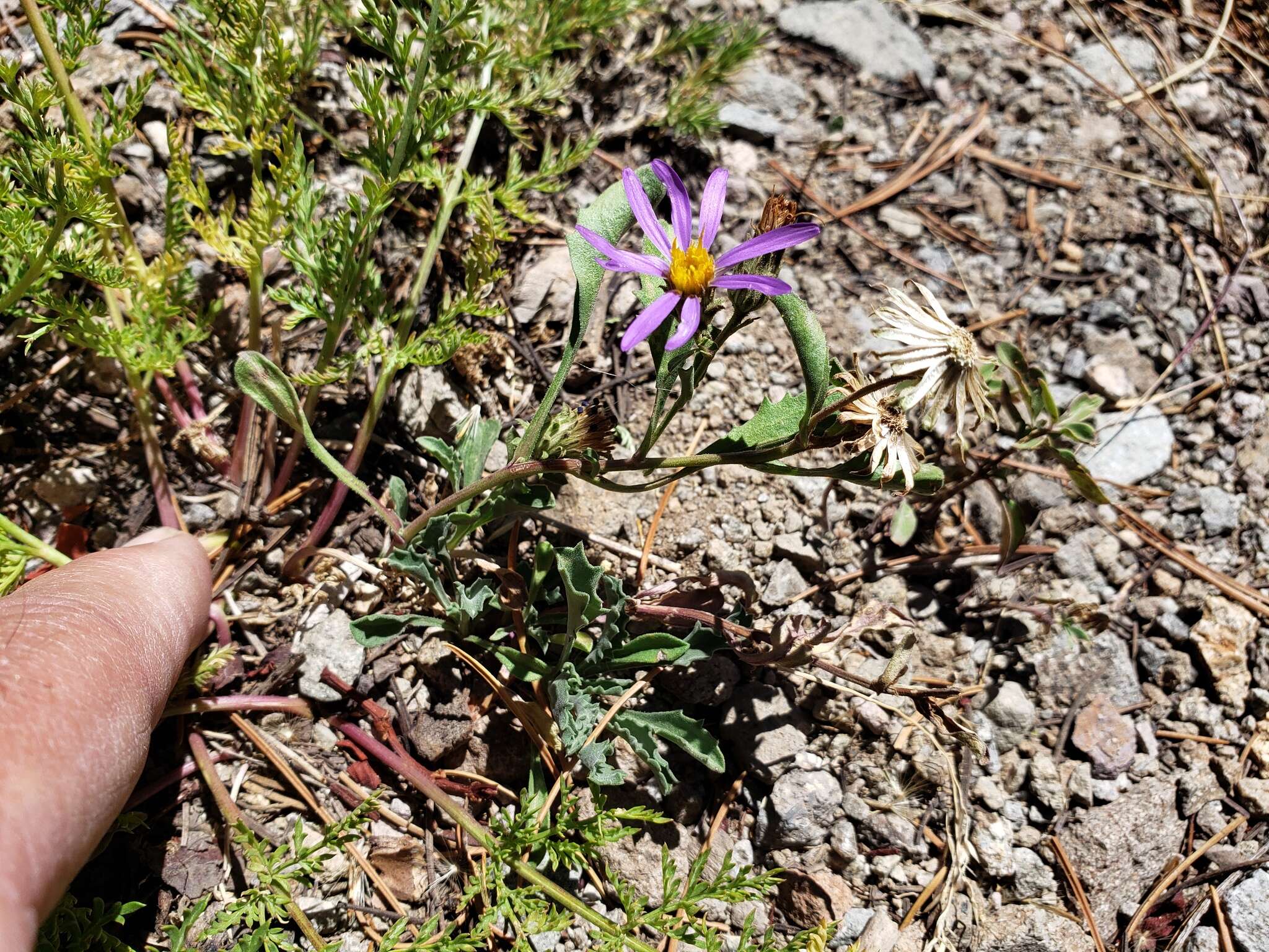 Imagem de Dieteria canescens var. canescens