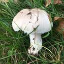 Image of Agaricus andrewii A. E. Freeman 1979