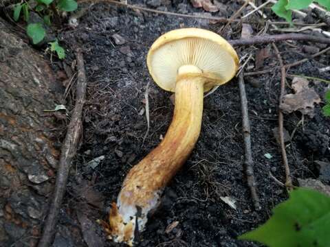 Image of Gymnopilus luteus (Peck) Hesler 1969