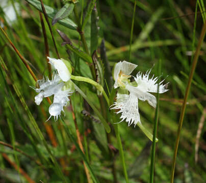 Pecteilis radiata (Thunb.) Raf. resmi