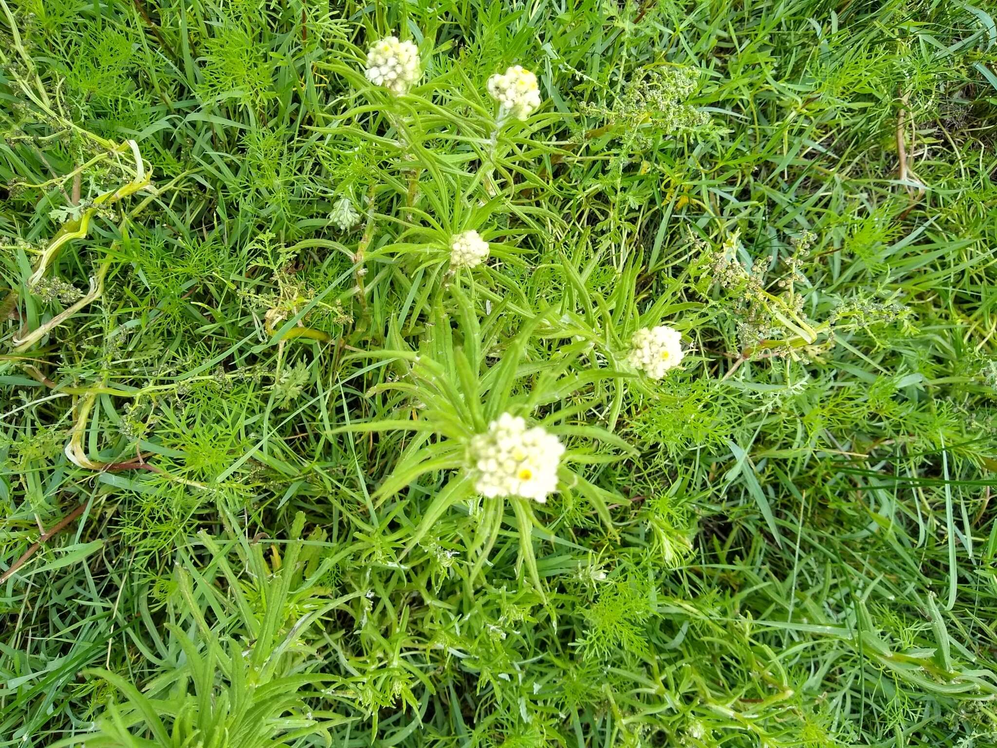 Image of winged cudweed