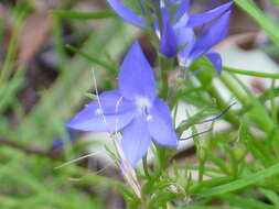 Image of Veronica arenaria A. Cunn. ex Benth.