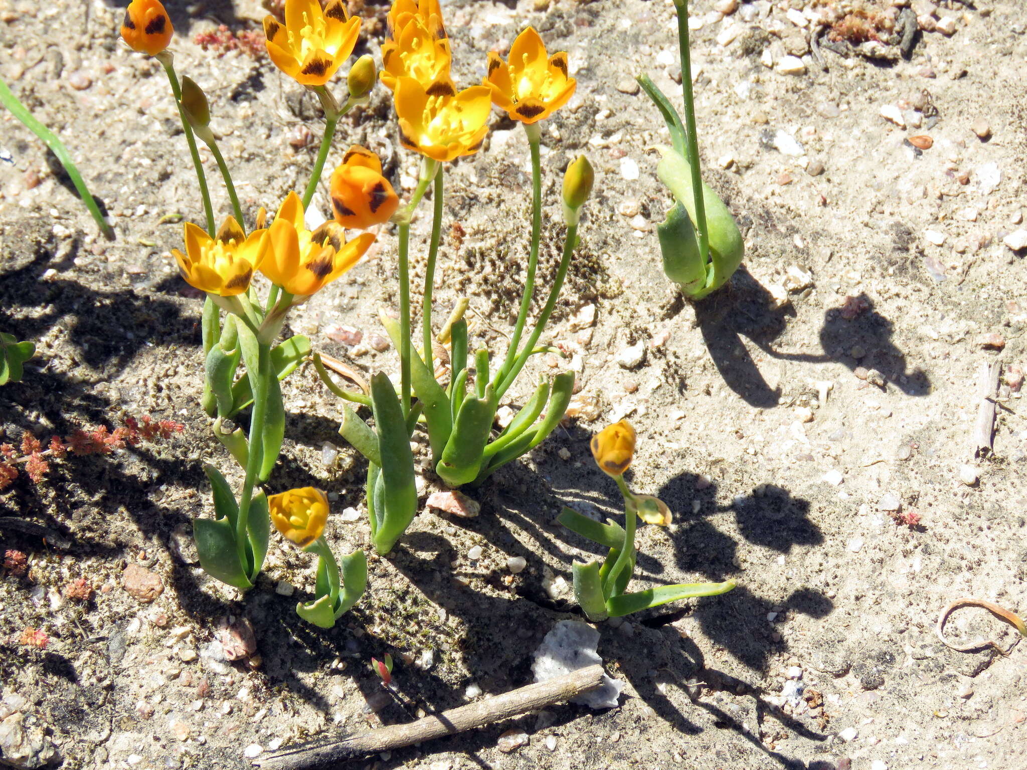 Image de Ornithogalum maculatum Jacq.