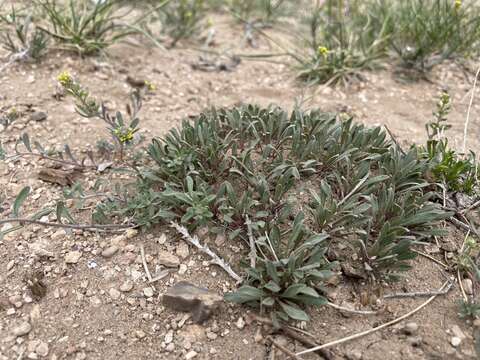 Plancia ëd Penstemon yampaensis Penland