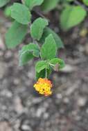 Image of Lantana horrida Kunth