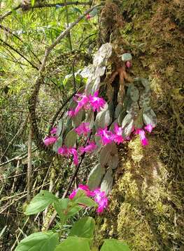 Image of Christmas Cactus