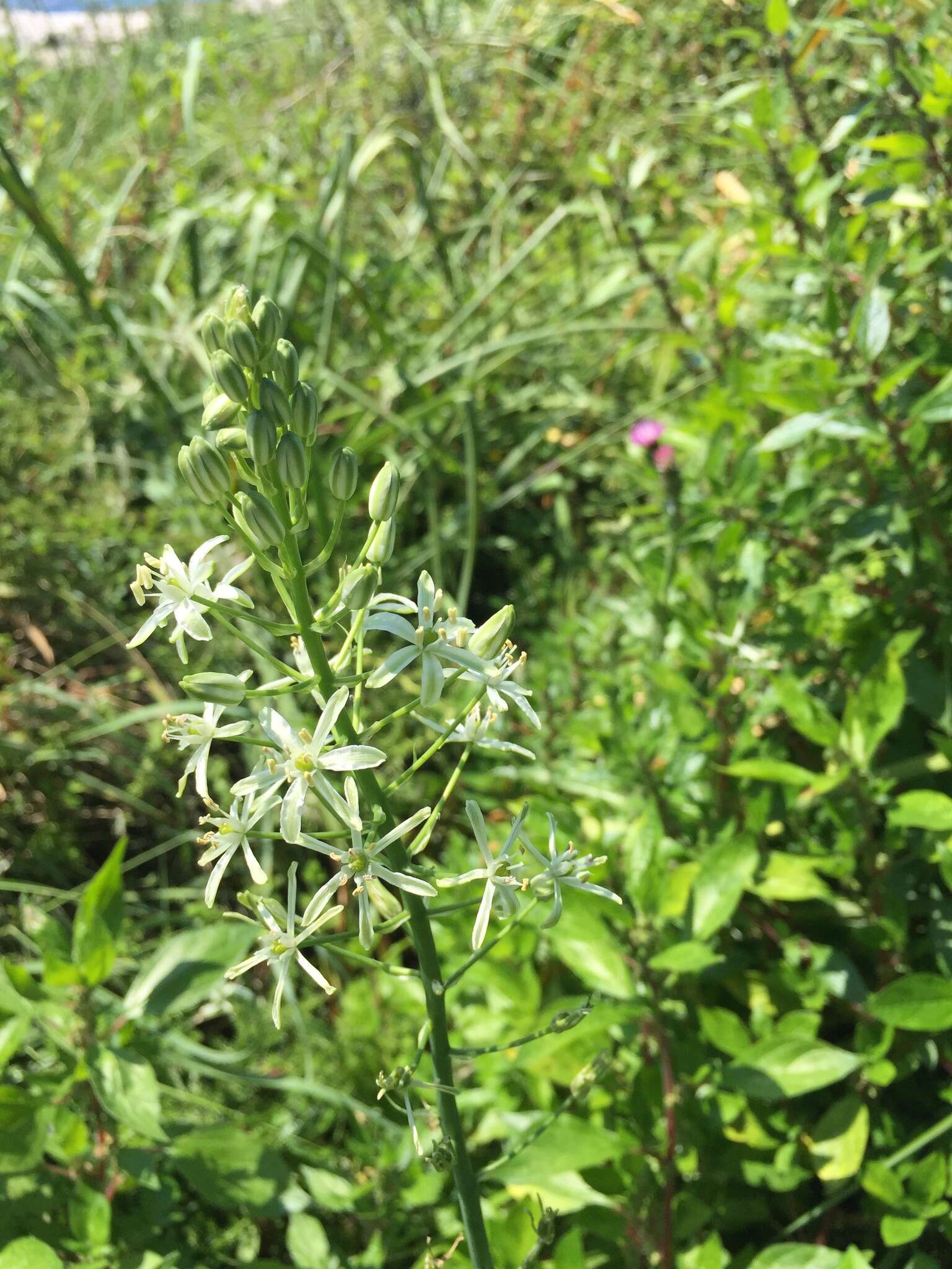 Image of Ornithogalum sphaerocarpum A. Kern.