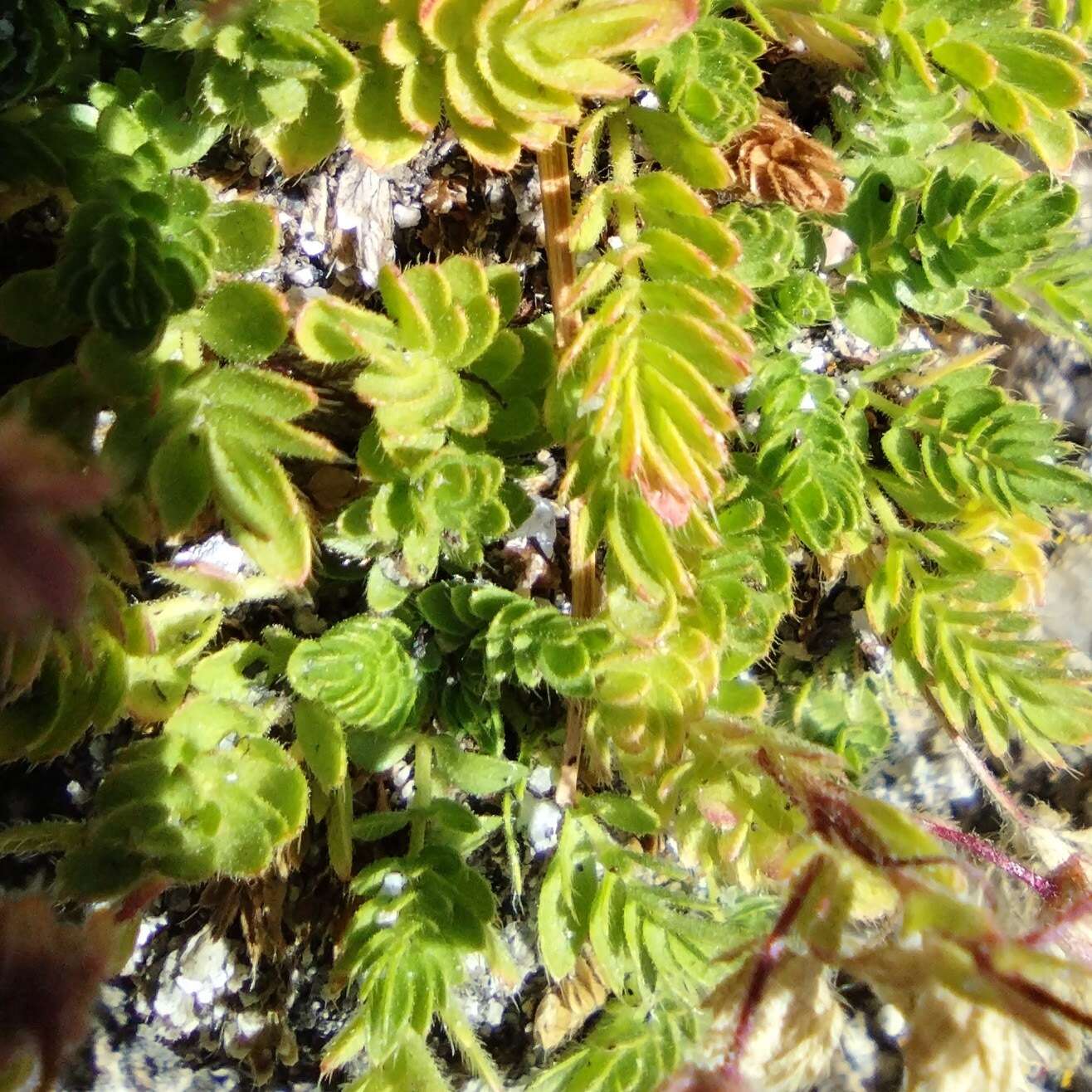 Image of Tahquitz mousetail