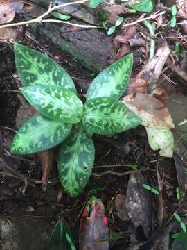 Image of Goodyera daibuzanensis Yamam.