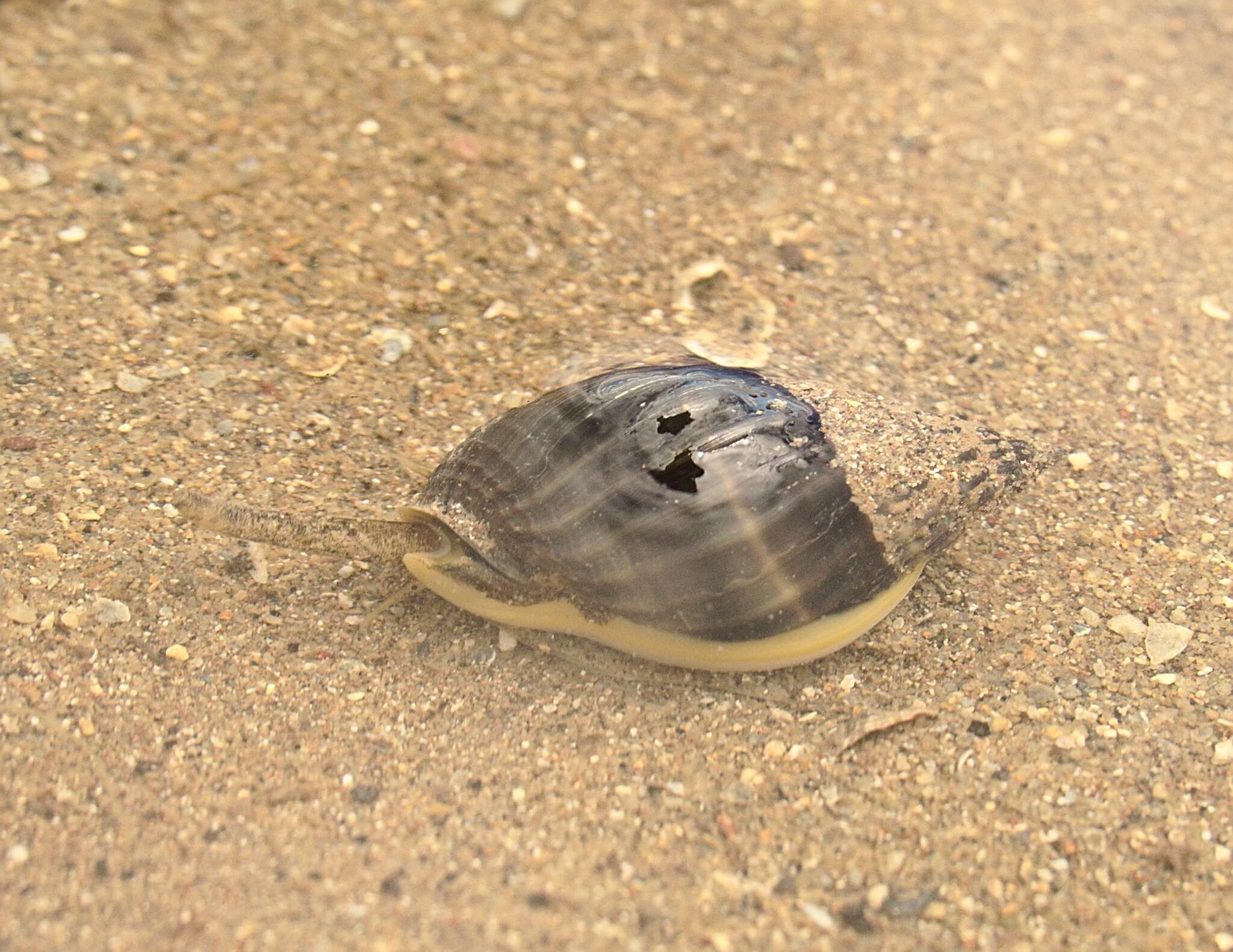 Image of Nassarius pullus (Linnaeus 1758)