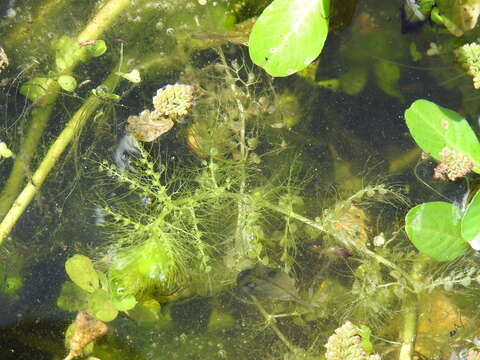 Image de Utricularia aurea Lour.