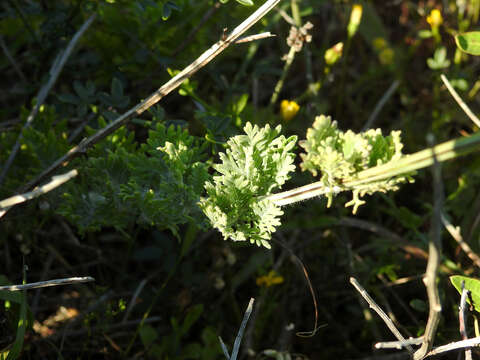 Image of Lavandula multifida L.