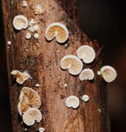 Image of Crepidotus variabilis (Pers.) P. Kumm. 1871