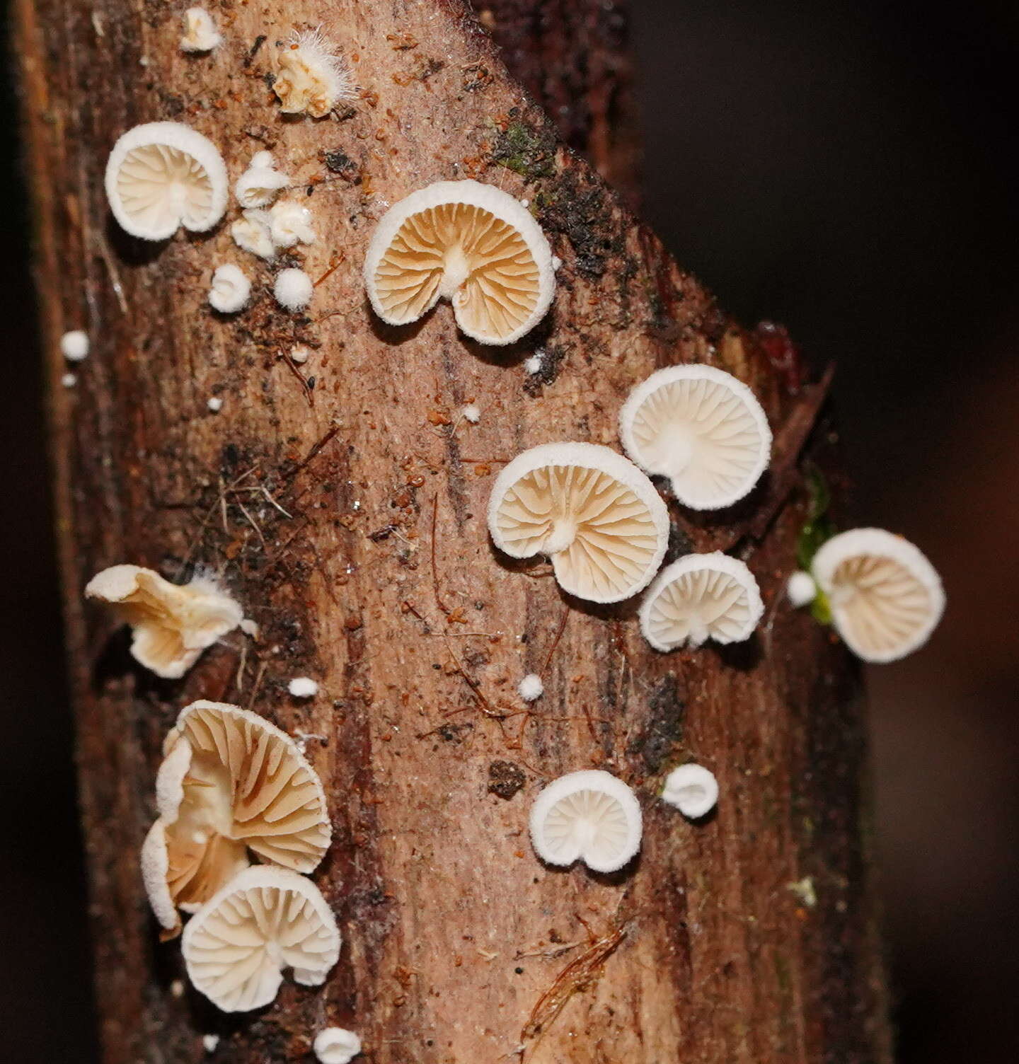 Слика од Crepidotus variabilis (Pers.) P. Kumm. 1871