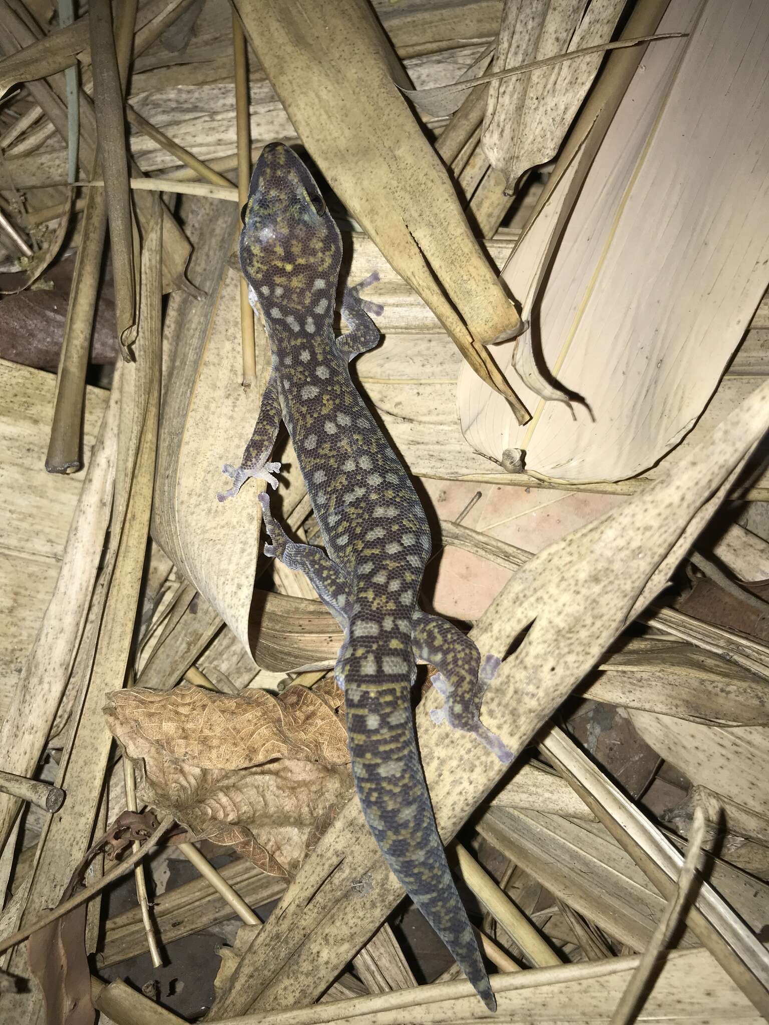 Image of Southern Spotted Velvet Gecko