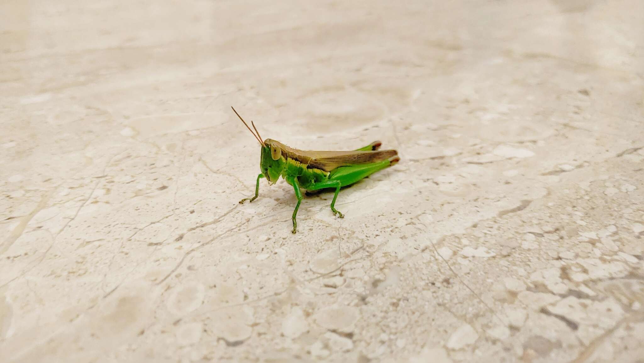 Image of Grasshopper