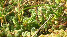 Sedum borissovae Balk. resmi