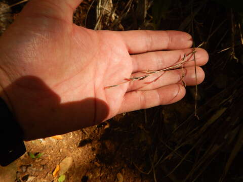 Image of Cape Francais Stalk Grass