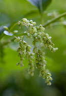 Image of Alpine Fleeceflower