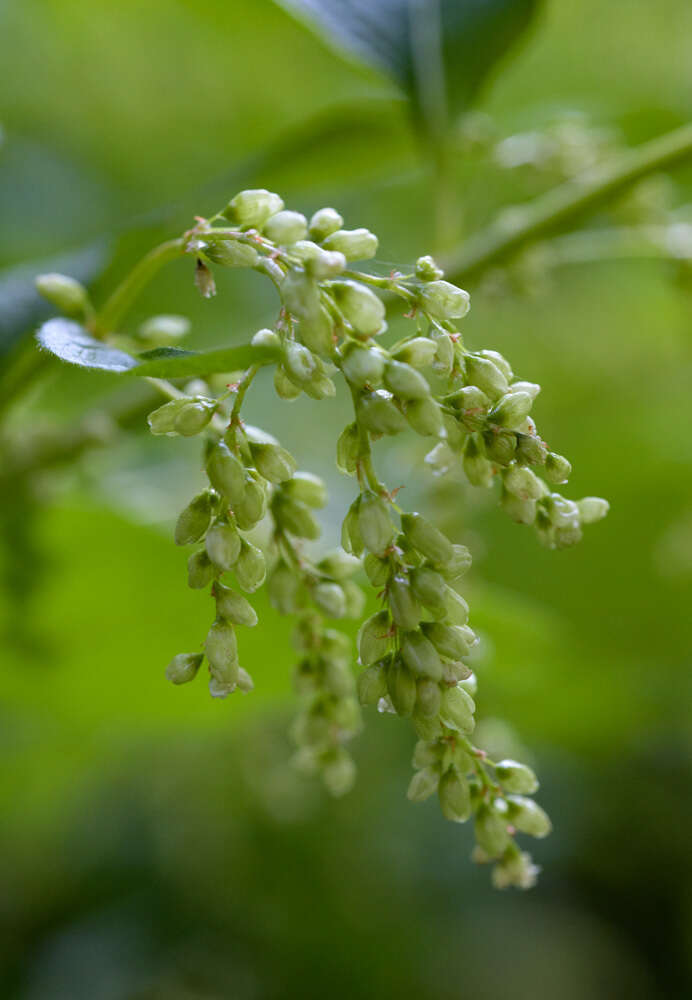 Image of Alpine Fleeceflower