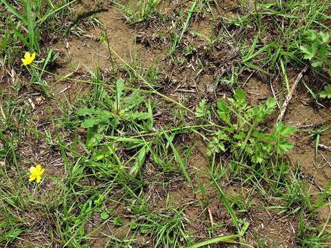 Image of Ranunculus multifidus Forsk.