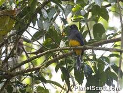 Plancia ëd Trogon chionurus Sclater, PL & Salvin 1871