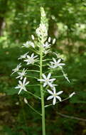 Image of Ornithogalum arcuatum Steven