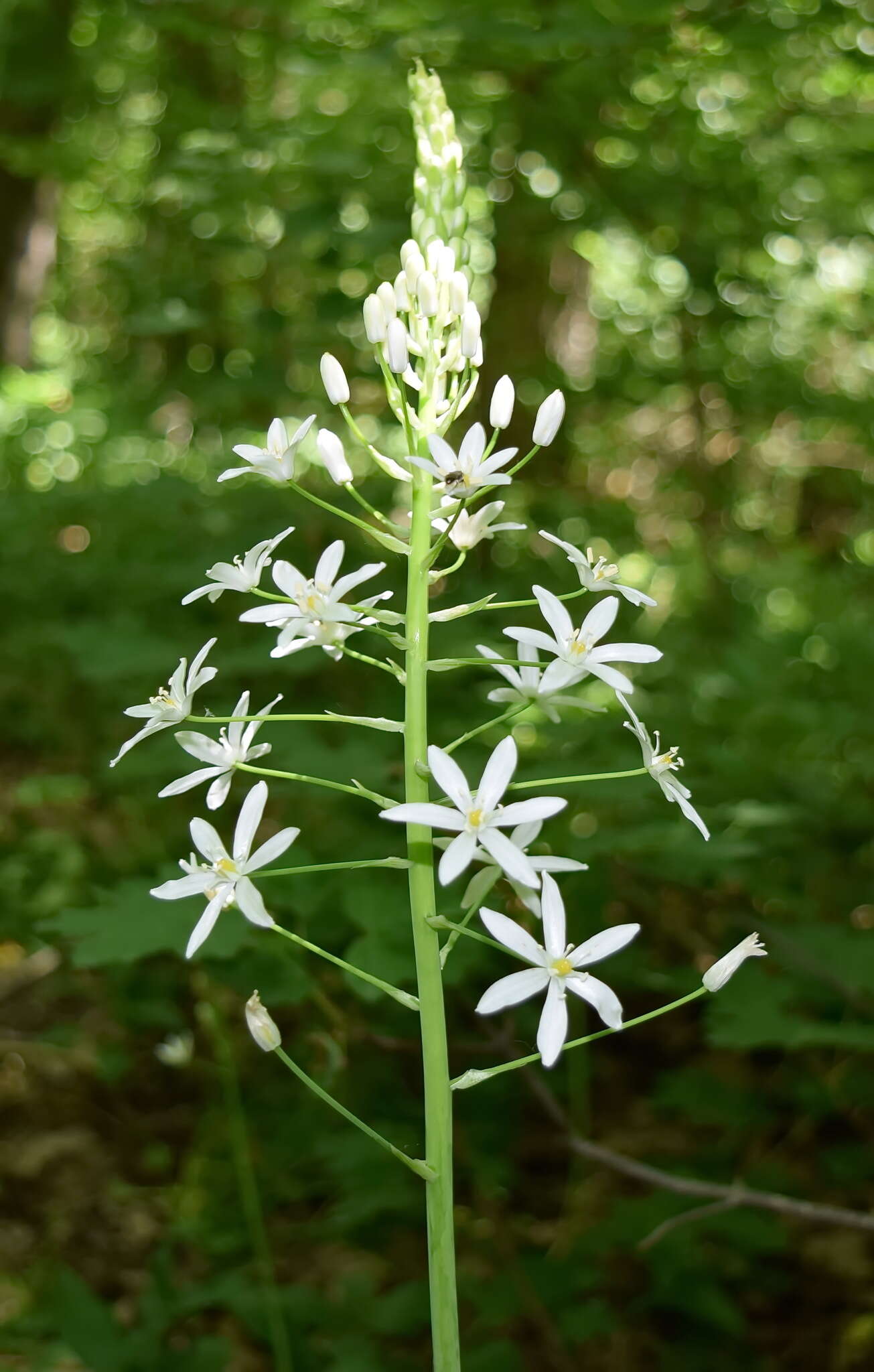 Image of Ornithogalum arcuatum Steven