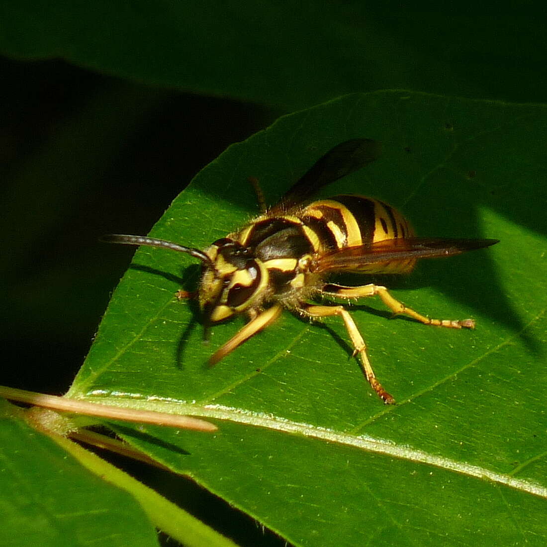 Image of Eastern Yellowjacket