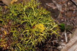 Imagem de Isopogon ceratophyllus R. Br.