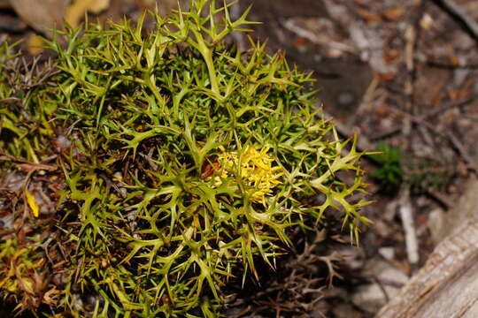 Image of Isopogon ceratophyllus R. Br.